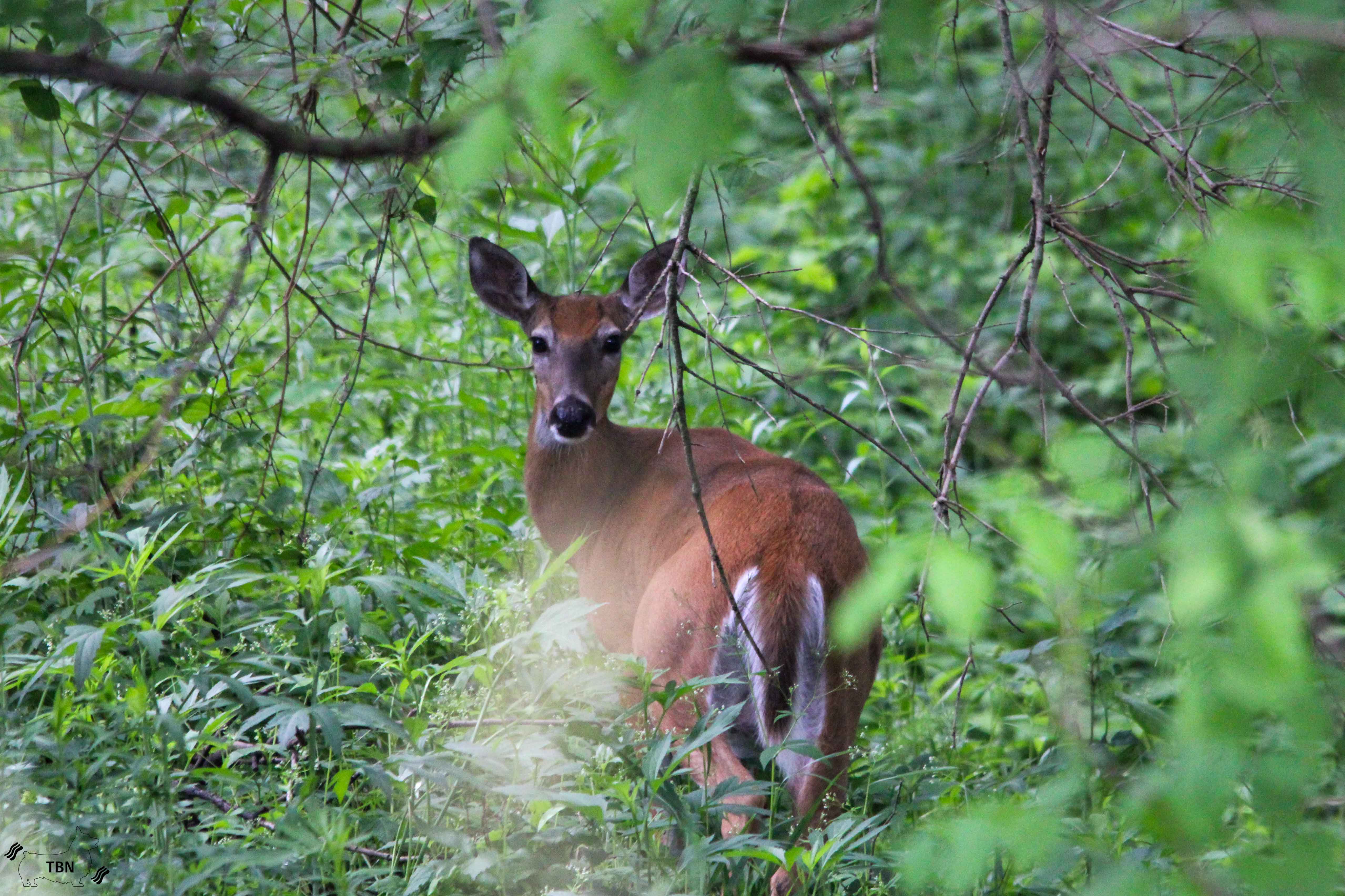 White-tailed Doe